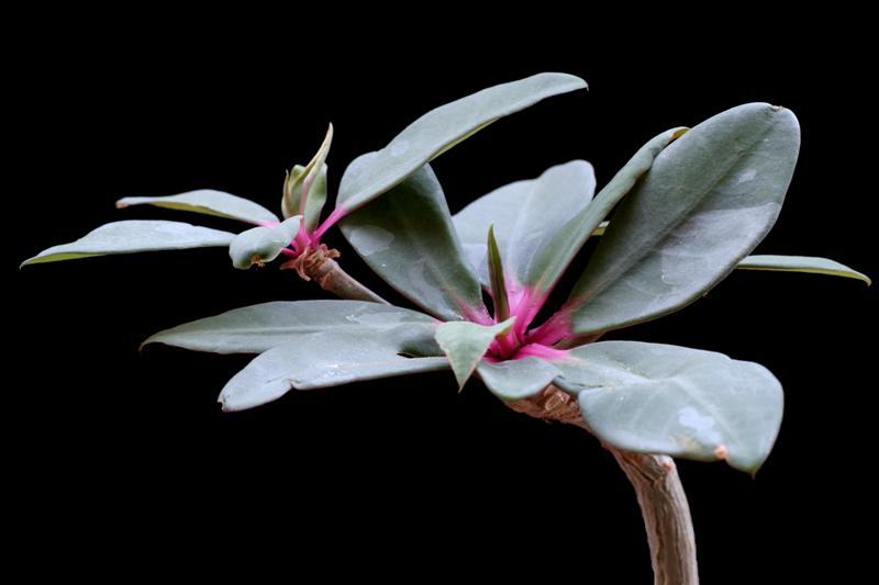 Euphorbia bongolavensis 