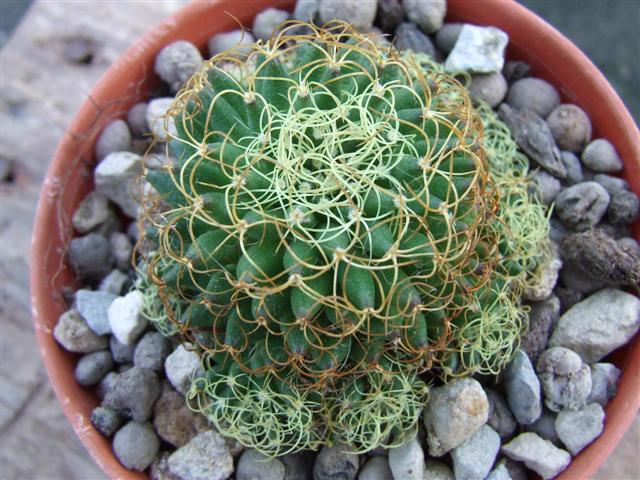 Mammillaria camptotricha cv. marnier-lapostollei 