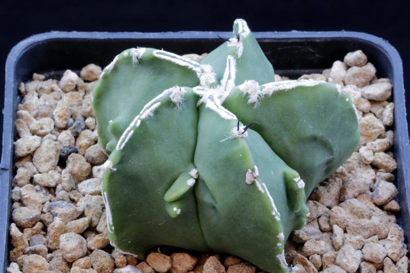 Astrophytum myriostigma cv. fukuryu 