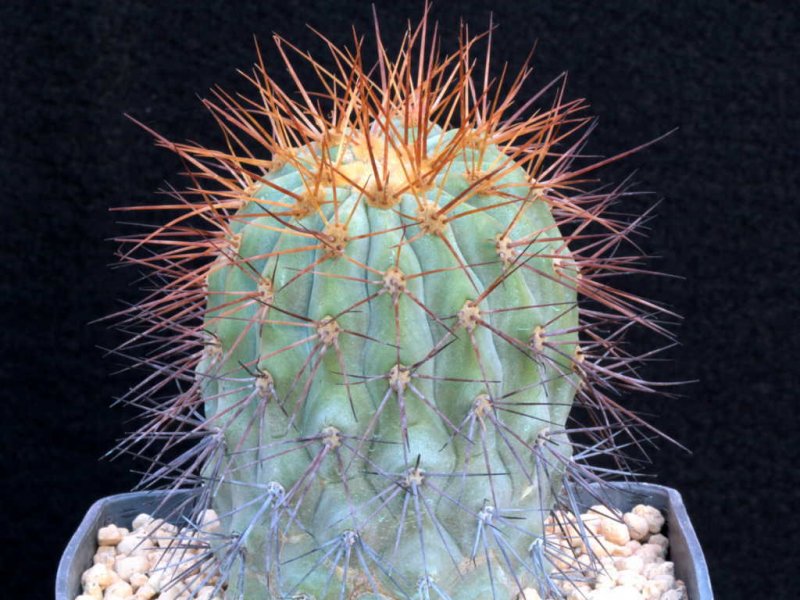 Copiapoa cinerea ssp. haseltoniana f. tenebrosa 