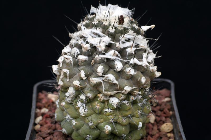 Copiapoa hypogaea 