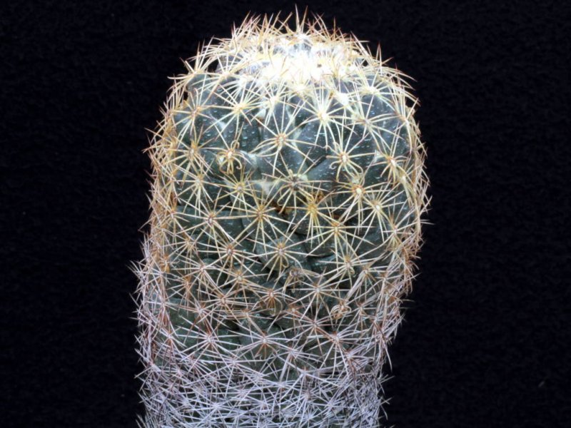 Coryphantha retusa 