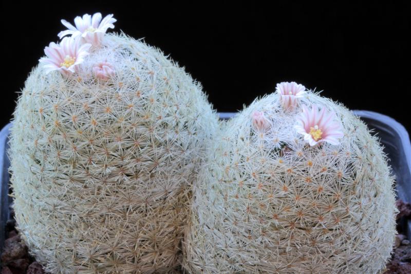 Mammillaria lasiacantha 