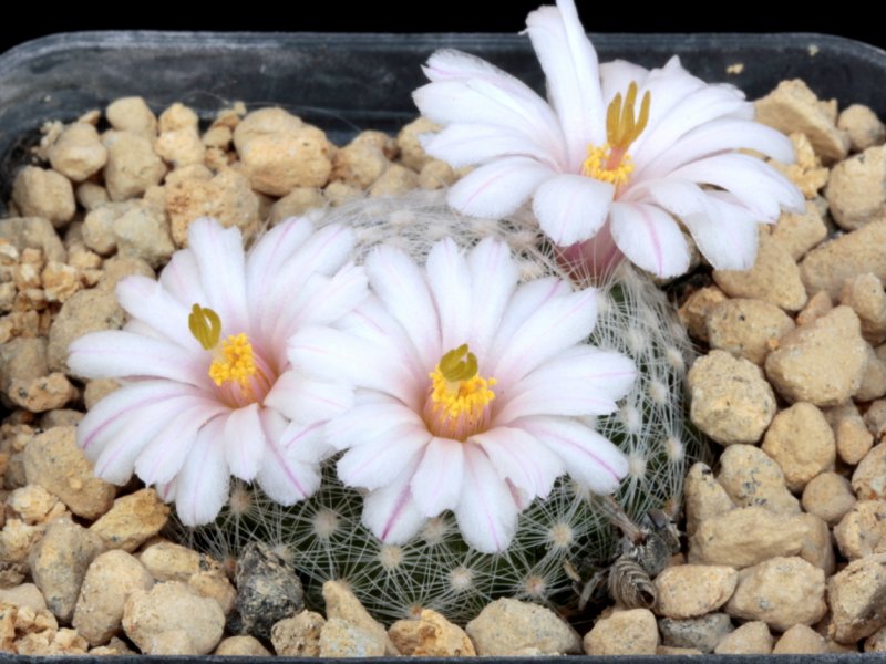 Mammillaria lenta 