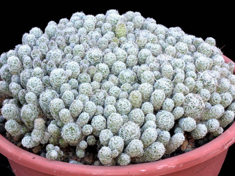 Mammillaria vetula ssp. gracilis 