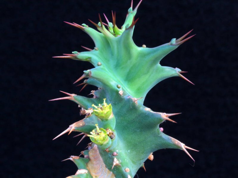 Euphorbia tortirama 