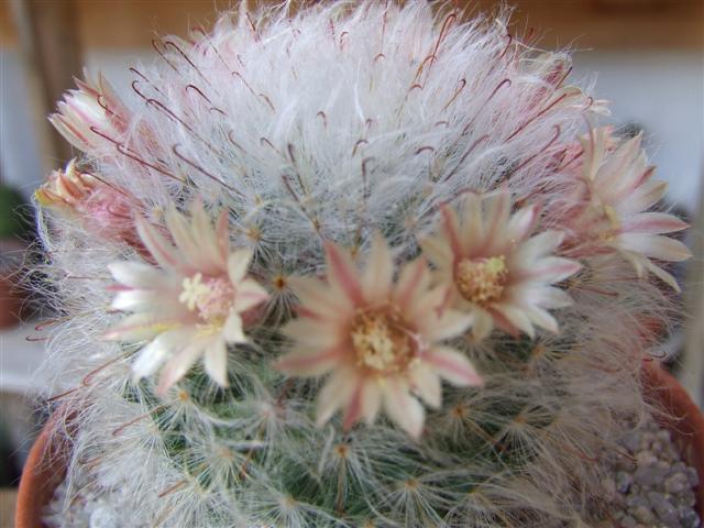 Mammillaria bocasana 