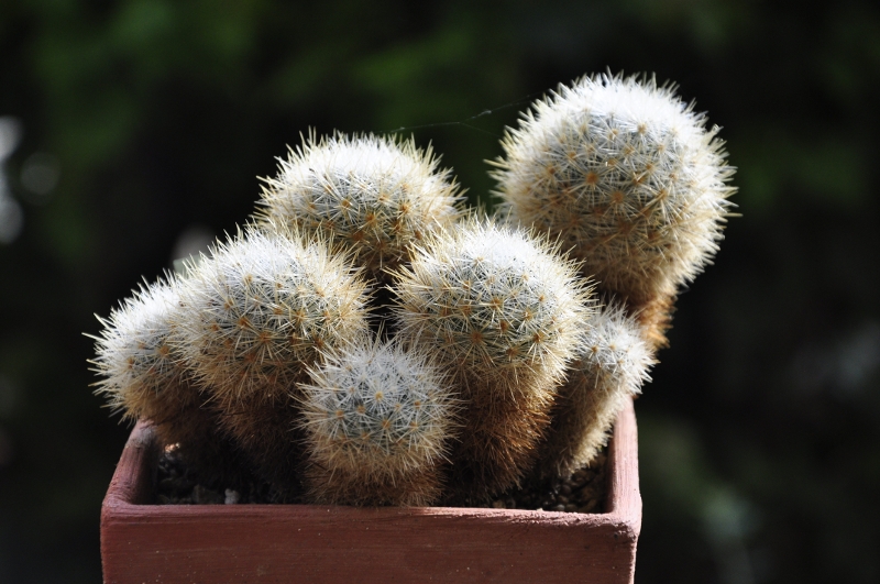 Mammillaria laui ssp. subducta 