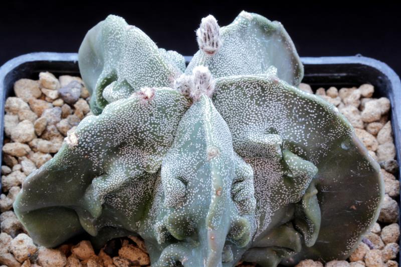 Astrophytum myriostigma cv. fukuryu 