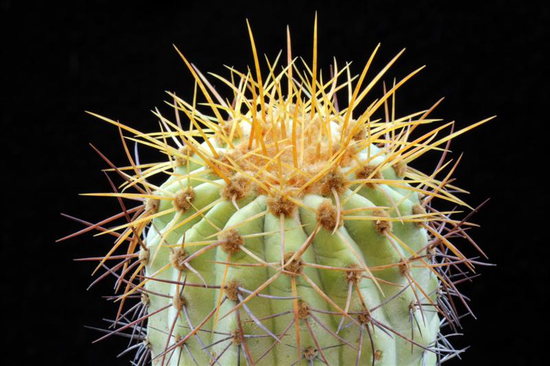 copiapoa cinerea v. gigantea