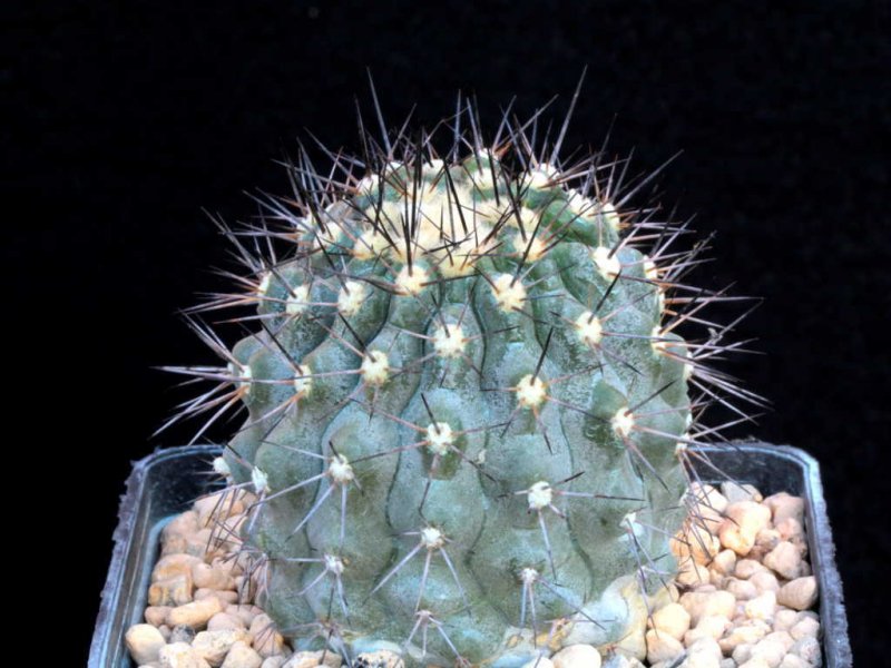 Copiapoa leonensis 