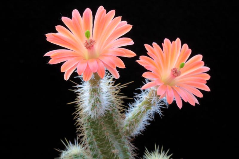 echinocereus  sanpedroensis