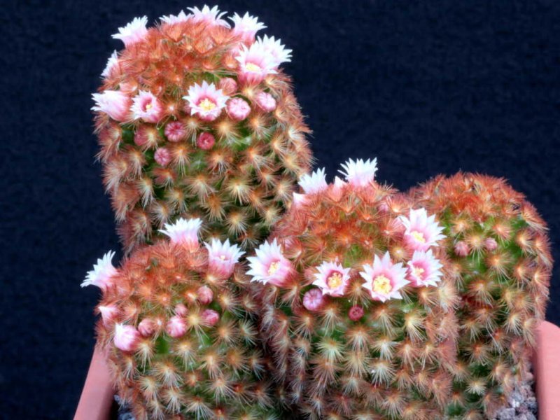 Mammillaria carmenae cv. rubra 