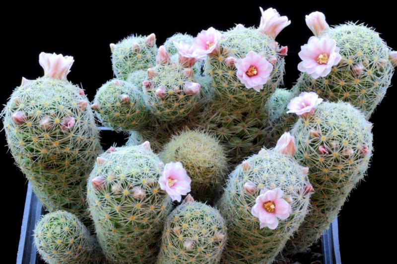 Mammillaria giselae 