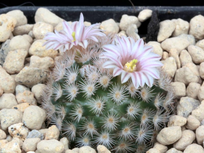 Mammillaria lasiacantha 