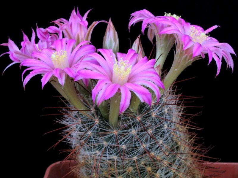 Mammillaria longiflora 