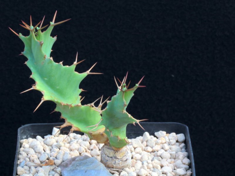 Euphorbia tortirama 