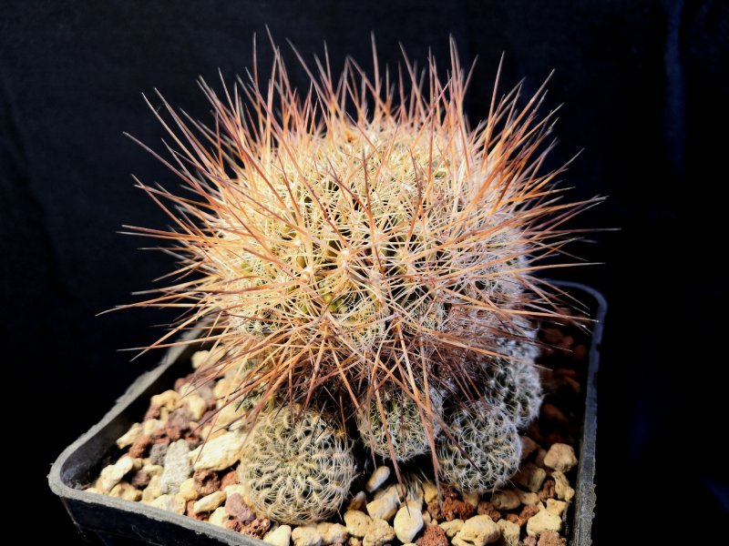 Sulcorebutia steinbachii HS107/1