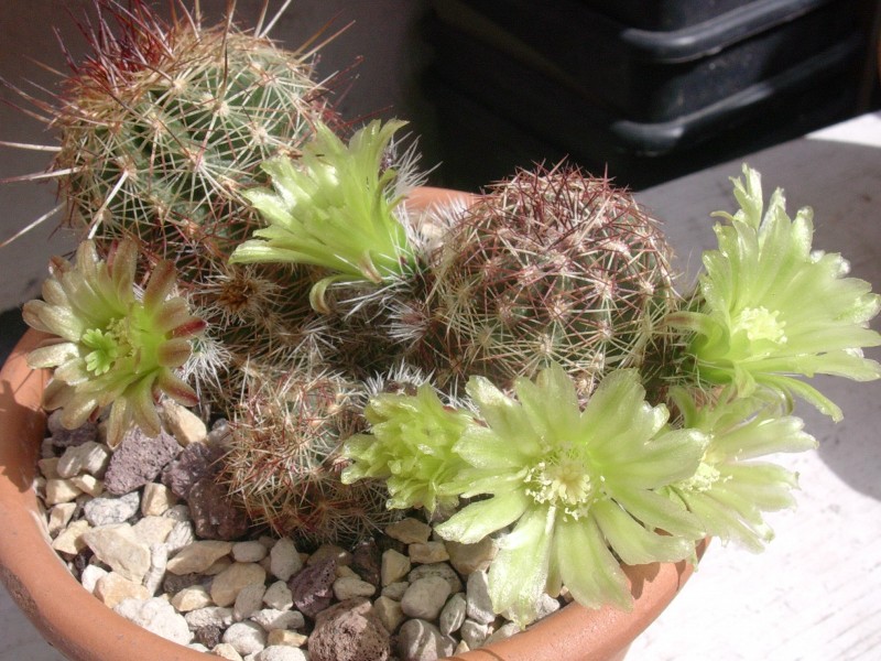 Echinocereus  viridiflorus 