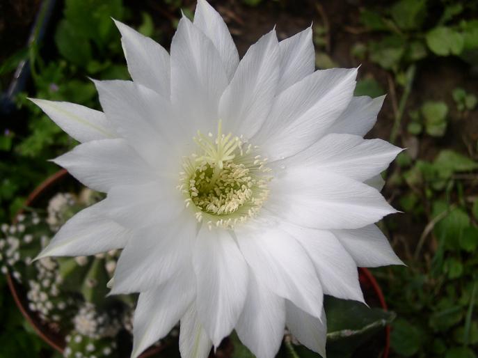 Echinopsis subdenudata 