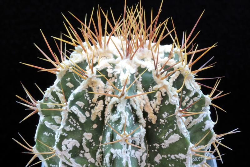 Astrophytum ornatum cv. hannya 