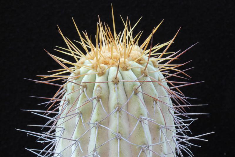 Copiapoa cinerea v. gigantea 