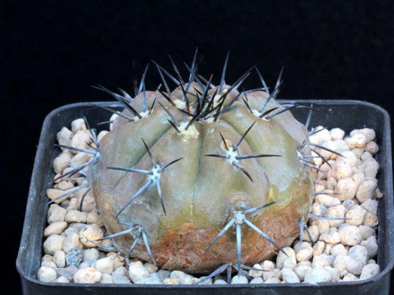 copiapoa dura