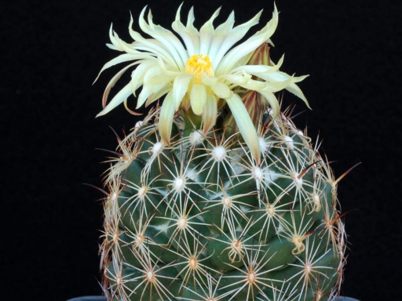 coryphantha aff. cornifera