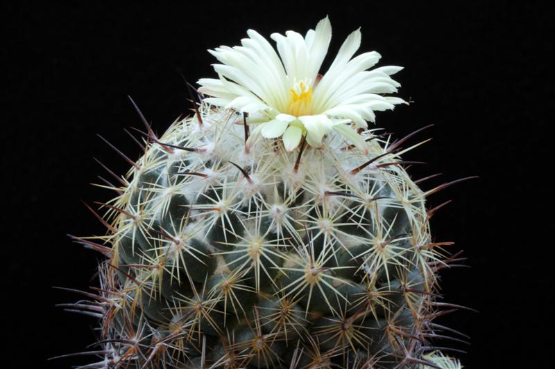 Coryphantha cornifera 