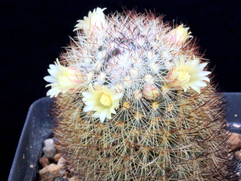 mammillaria densispina