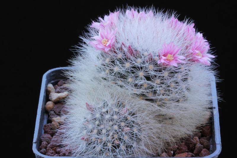 Mammillaria glassii x zeilmanniana 