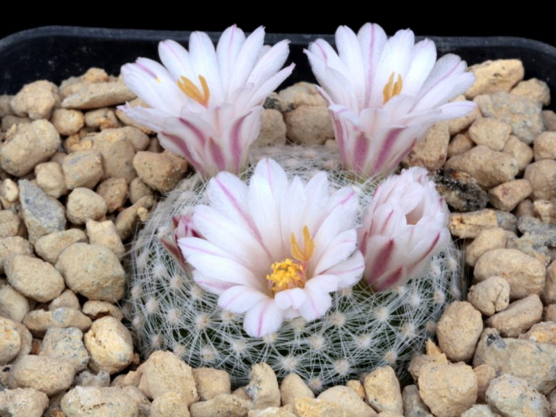 Mammillaria lenta 