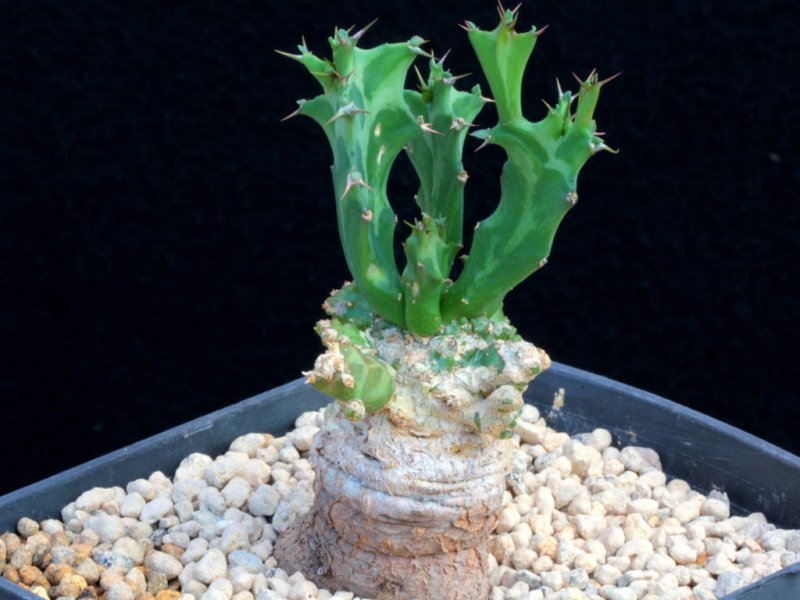 Euphorbia persistens 