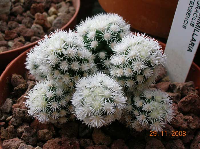 Mammillaria vetula ssp. gracilis cv. arizona snowcap 