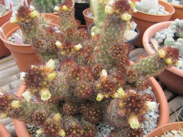 Mammillaria elongata v. rufocrocea 