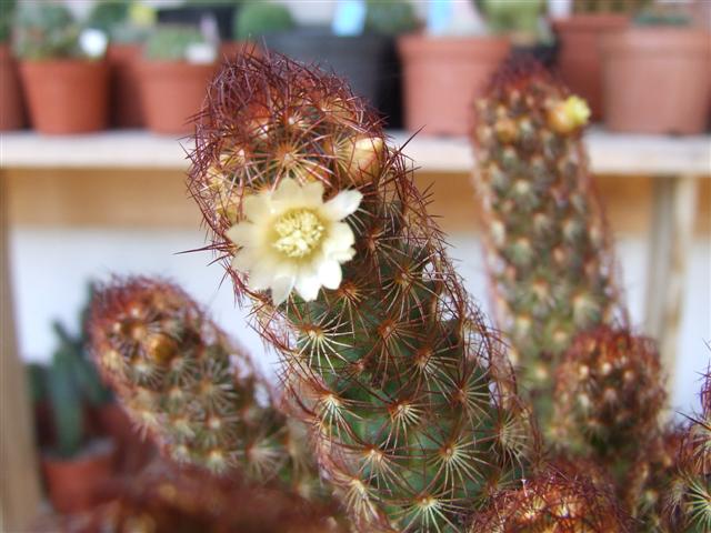 Mammillaria elongata v. rufocrocea 