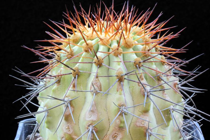 copiapoa cinerea v. columna-alba