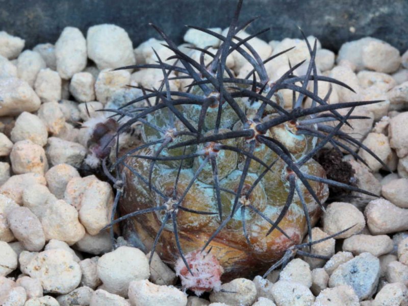 Copiapoa griseoviolacea 