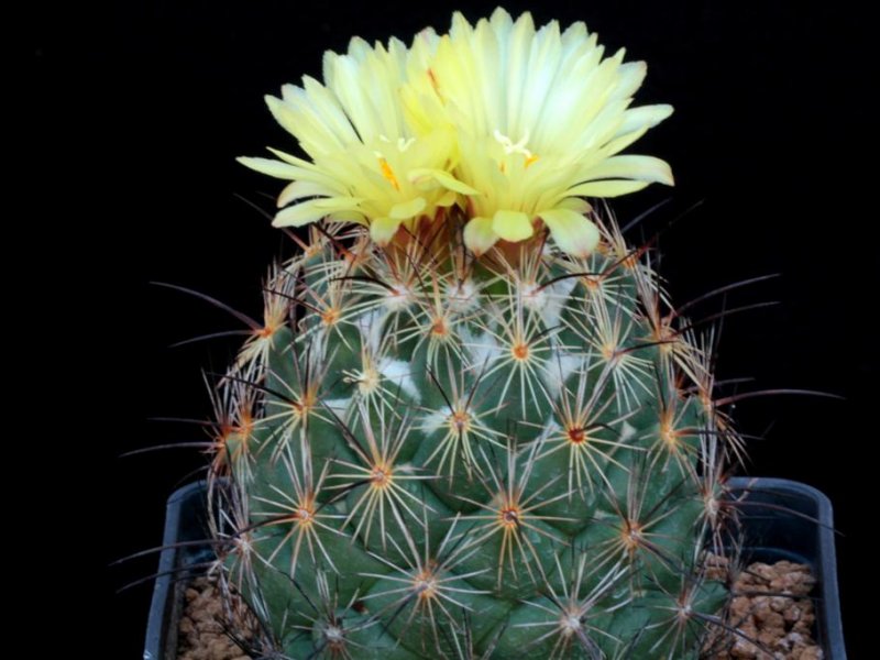 Coryphantha cornifera 