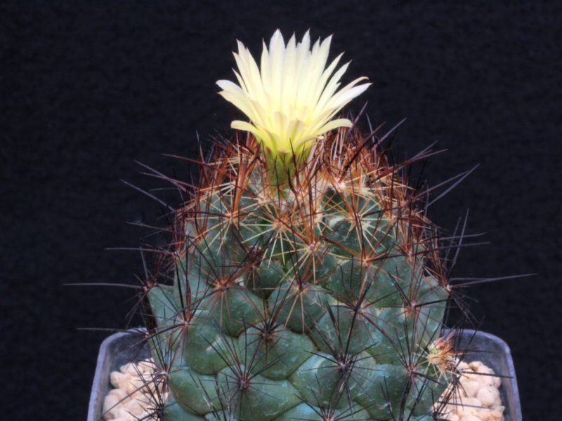 coryphantha delaetiana