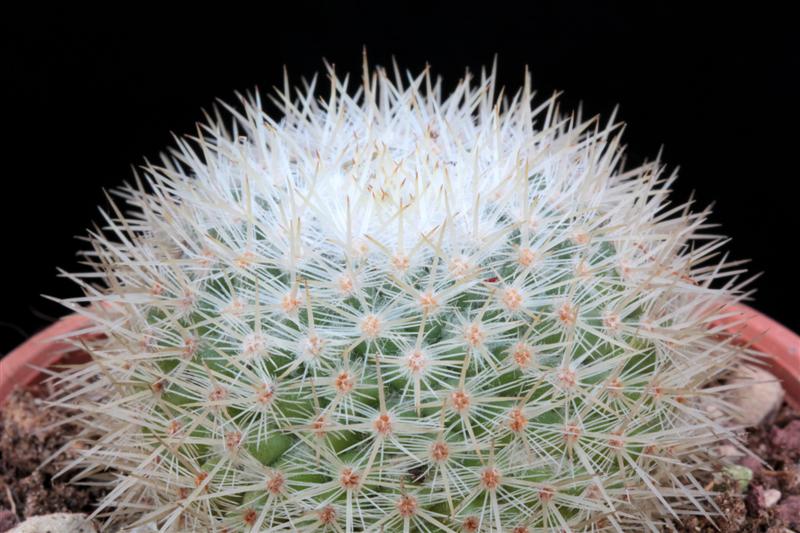 Mammillaria albilanata ssp. oaxacana 