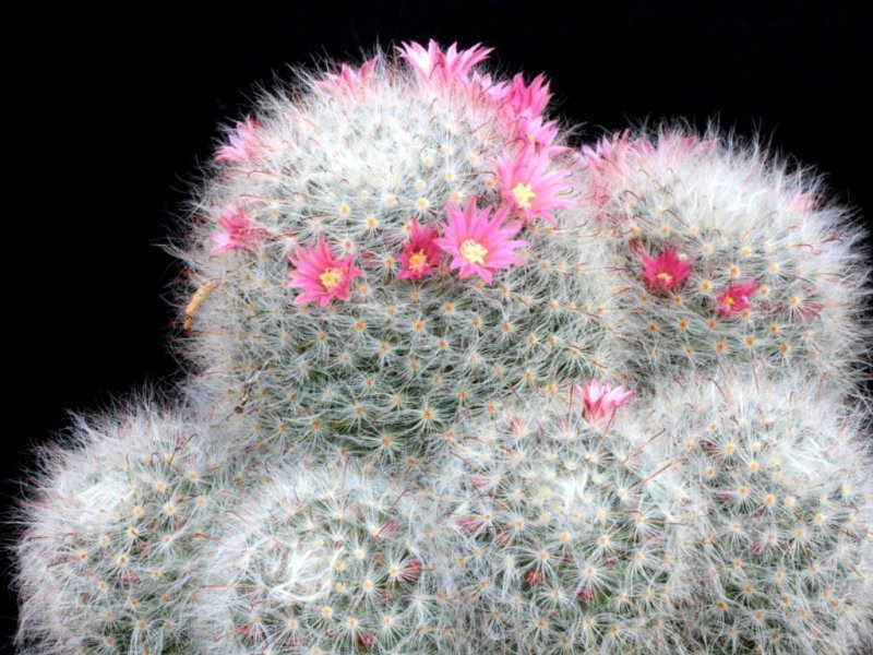 Mammillaria bocasana 