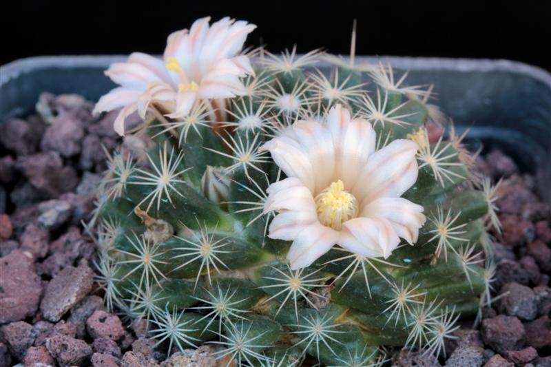 Mammillaria coahuilensis 