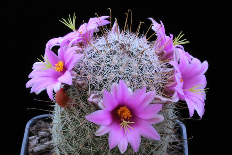 Mammillaria grahamii 