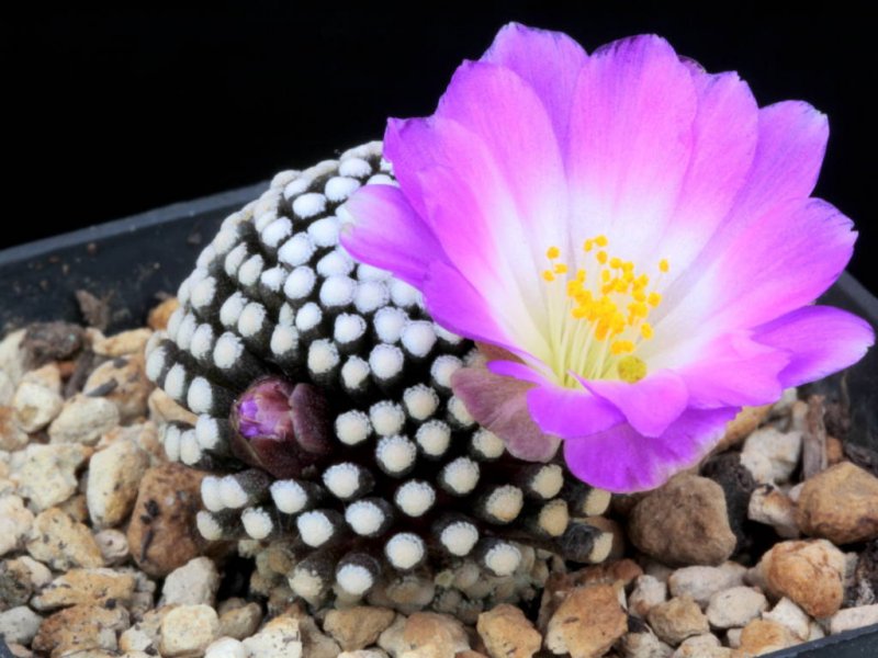 Mammillaria luethyi 