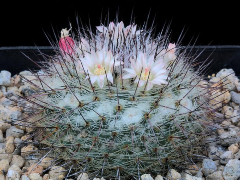 Mammillaria ritteriana 