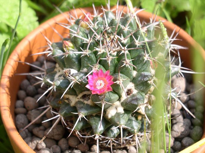 Mammillaria magnimamma 