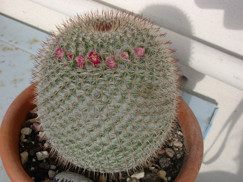 Mammillaria supertexta 