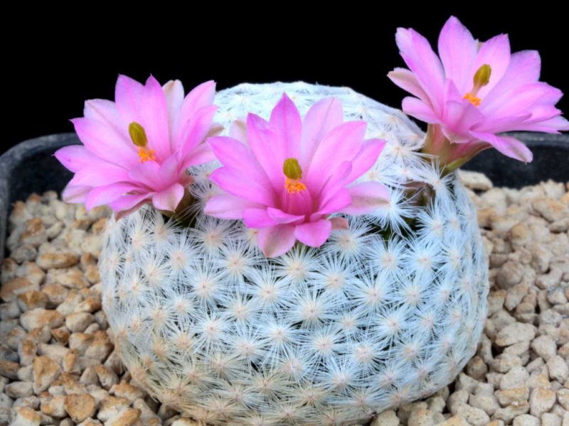 Mammillaria herrerae 