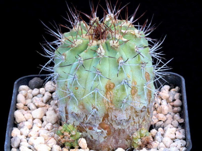 Copiapoa ahremephiana 